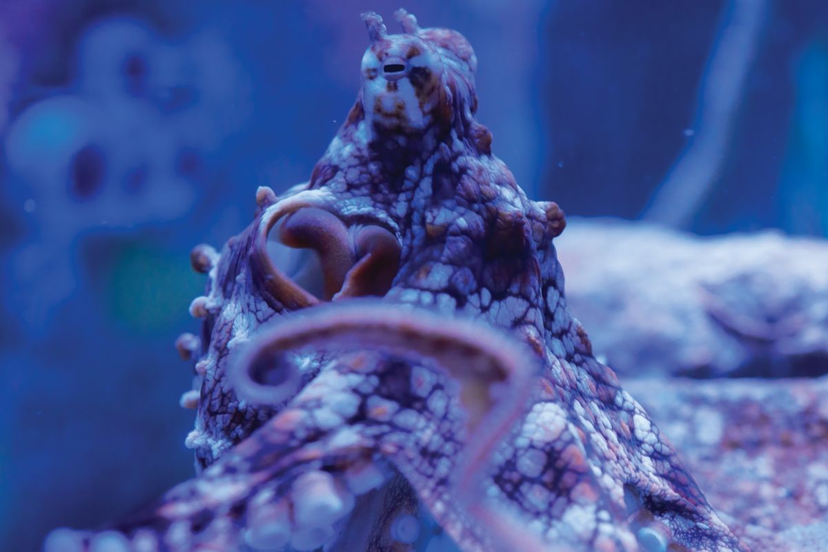 At an aquarium in Coburg, Germany, an octopus named Otto was known