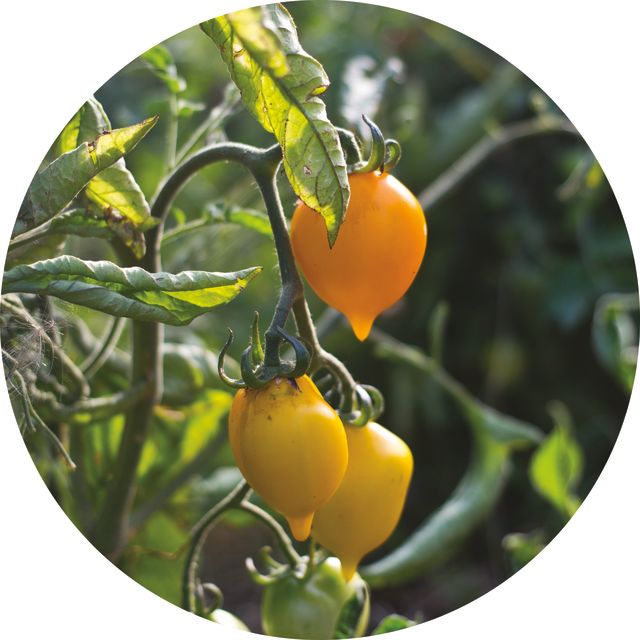 Pomoda 16 pizza garden tomatos y9l7ax