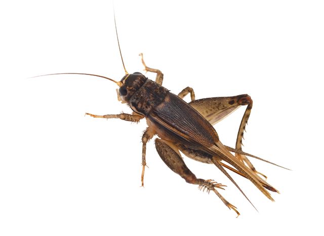 Pomo 0916 cricket hcxztn