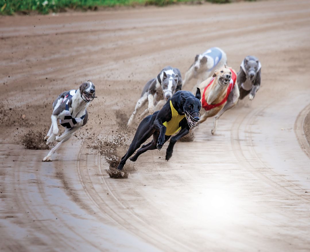 What's the Future of the Sarasota Kennel Club When the Greyhounds Are Gone?  | Sarasota Magazine