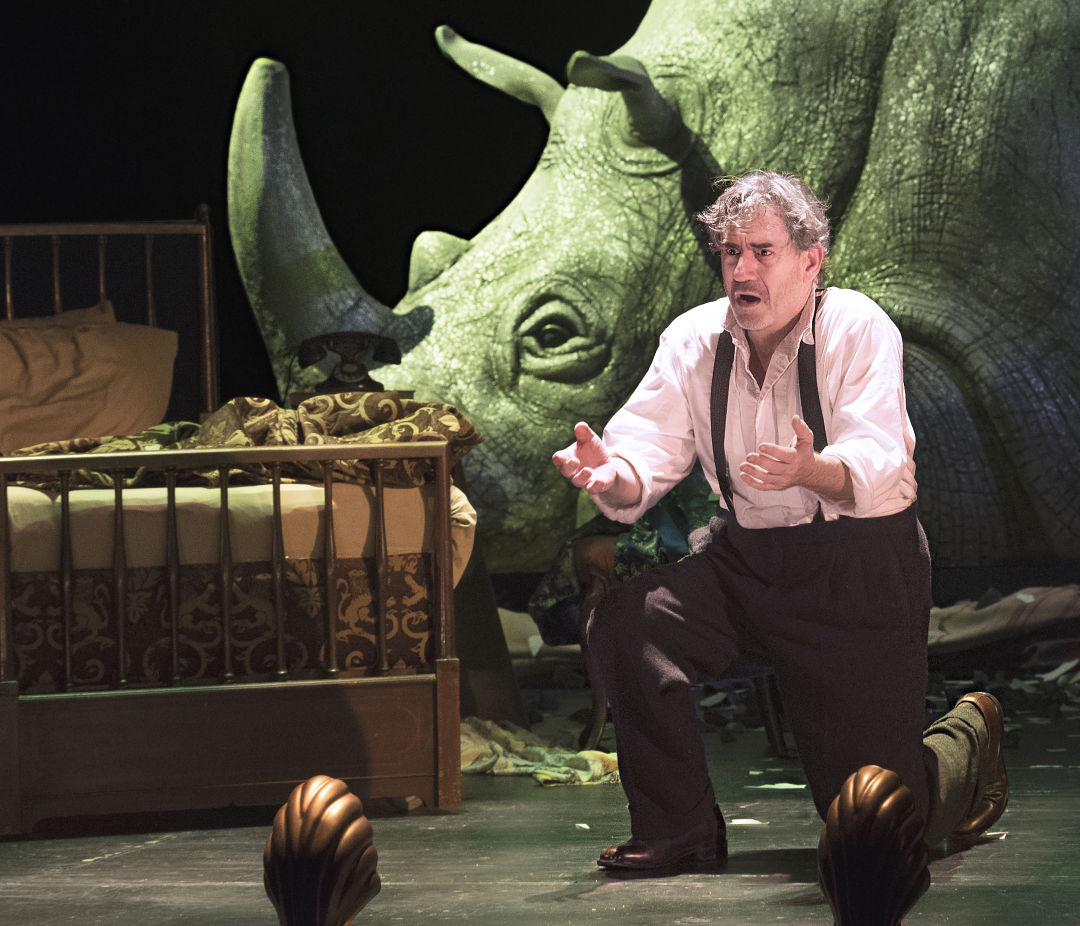 rhinoceros play