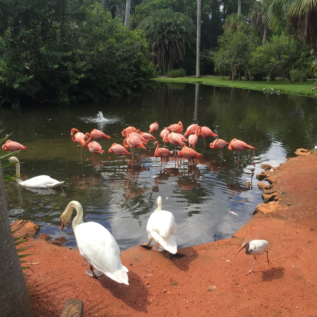 A Walk Through The Wild At Sarasota Jungle Gardens Sarasota Magazine