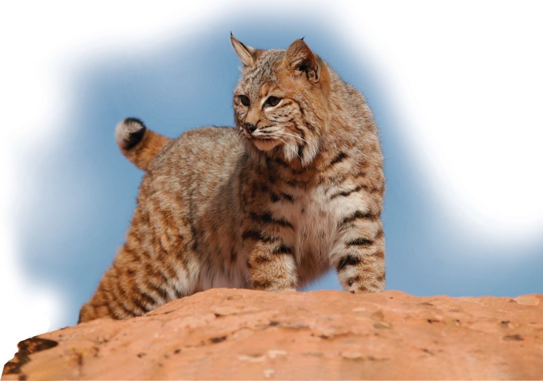 Five Wild Animals You Might See in Park City Park City Magazine