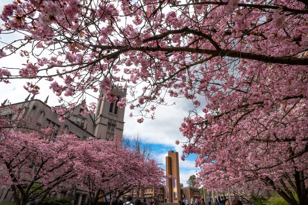 Washington Wizards on X: The Cherry Blossoms can be seen all