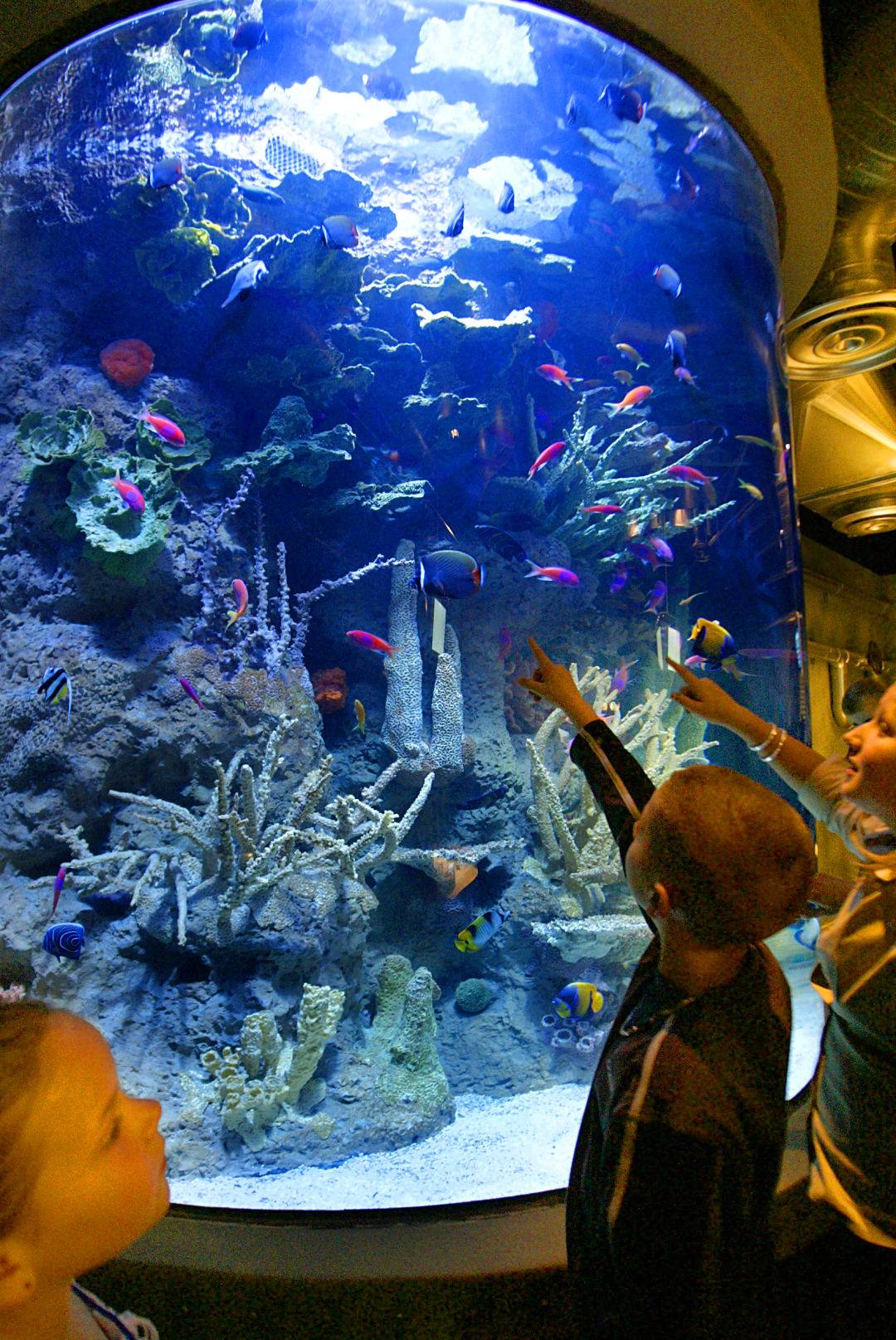 The Houston aquarium has more than 300 species of life from around the  world.