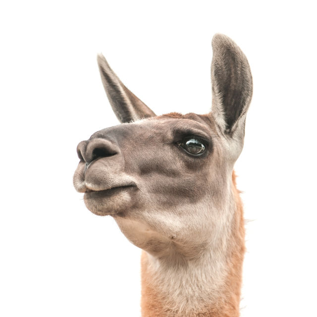 Llama htw9ps