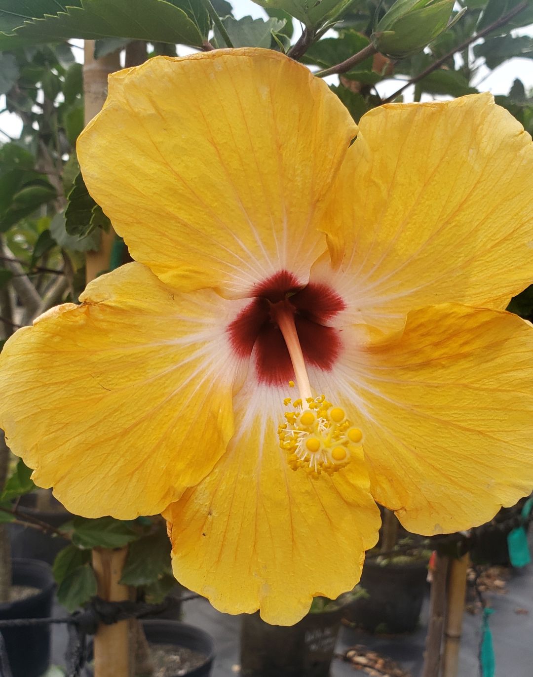 Picture of a yellow Hibiscus