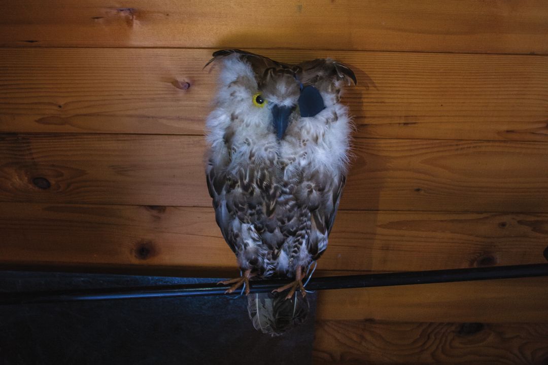 Pomo 1016 fashion twin peaks reveal owl g98hg4