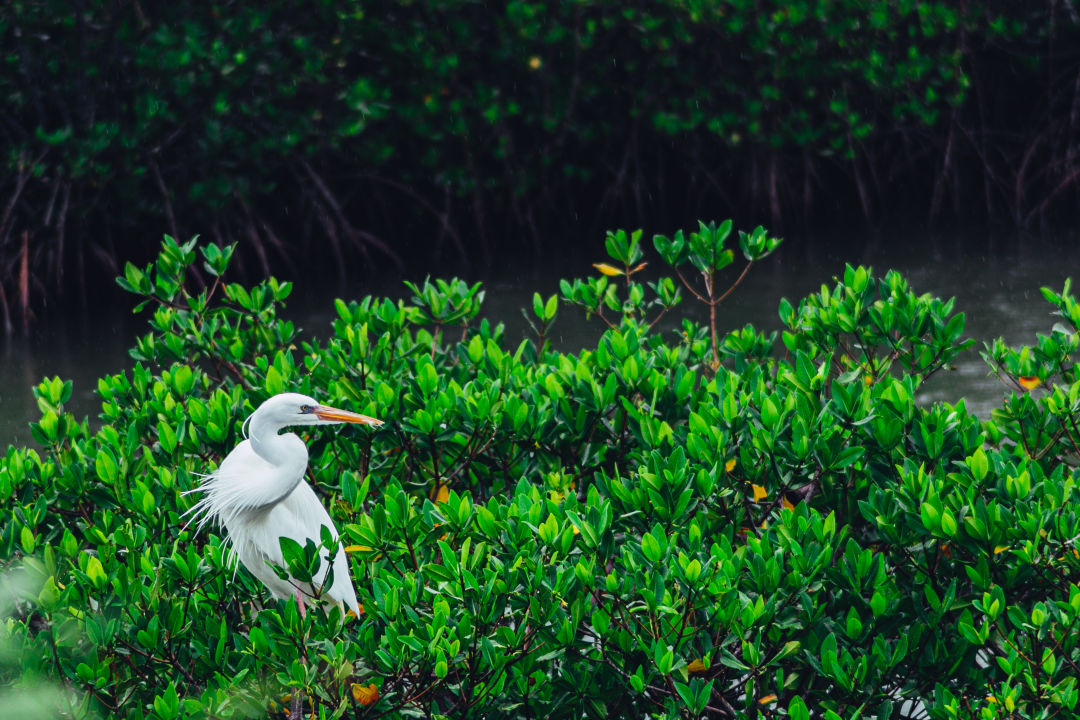 egret-in-florida-mangrove