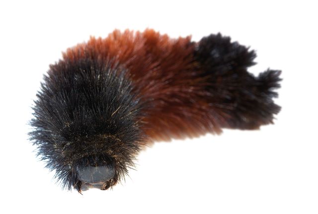 Pcwi 14 weather caterpillar u7auof