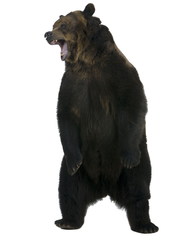 Grizzlies Might Return to the Cascade Mountains | Seattle Met