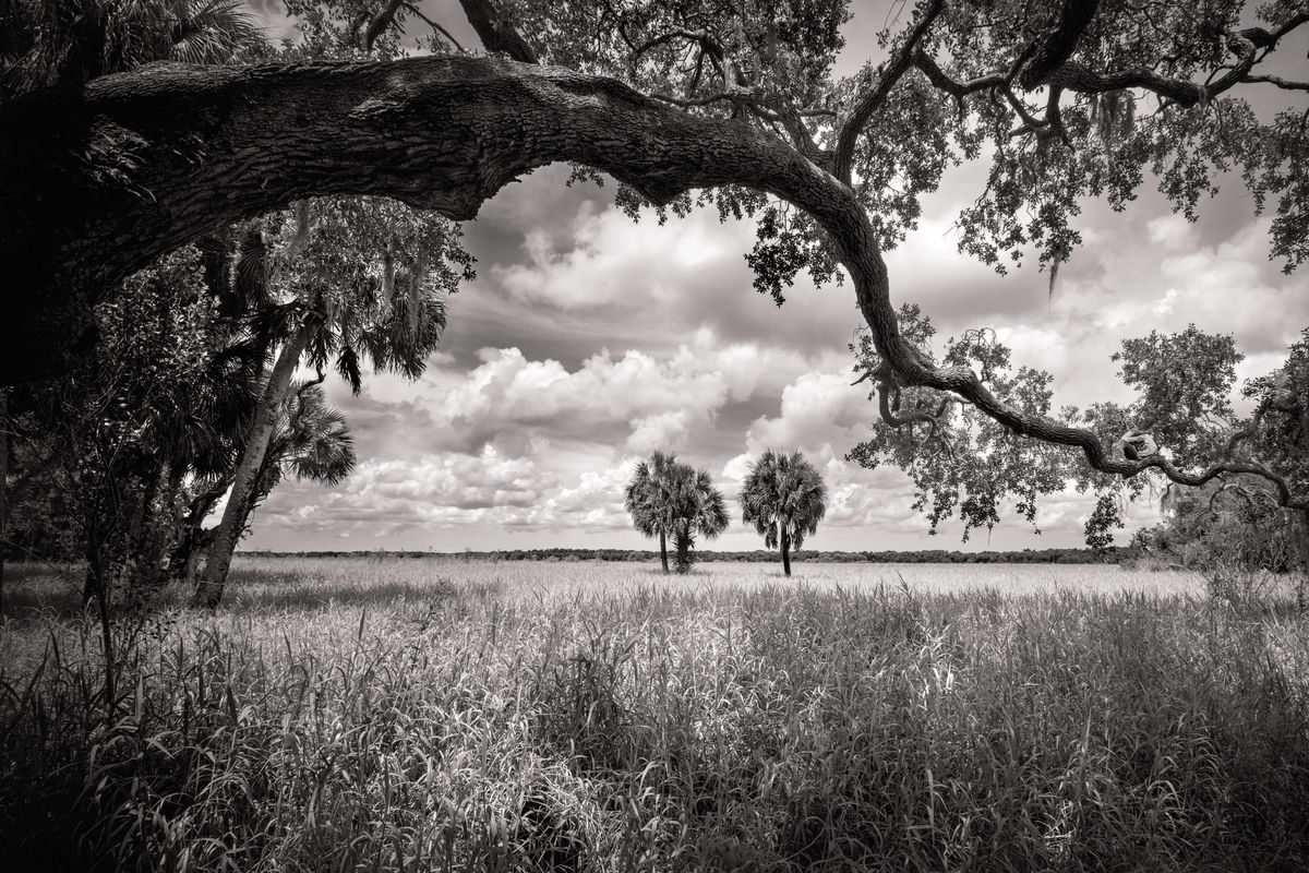 Florida Artists Hall of Fame Photographer Clyde Butcher Opens New