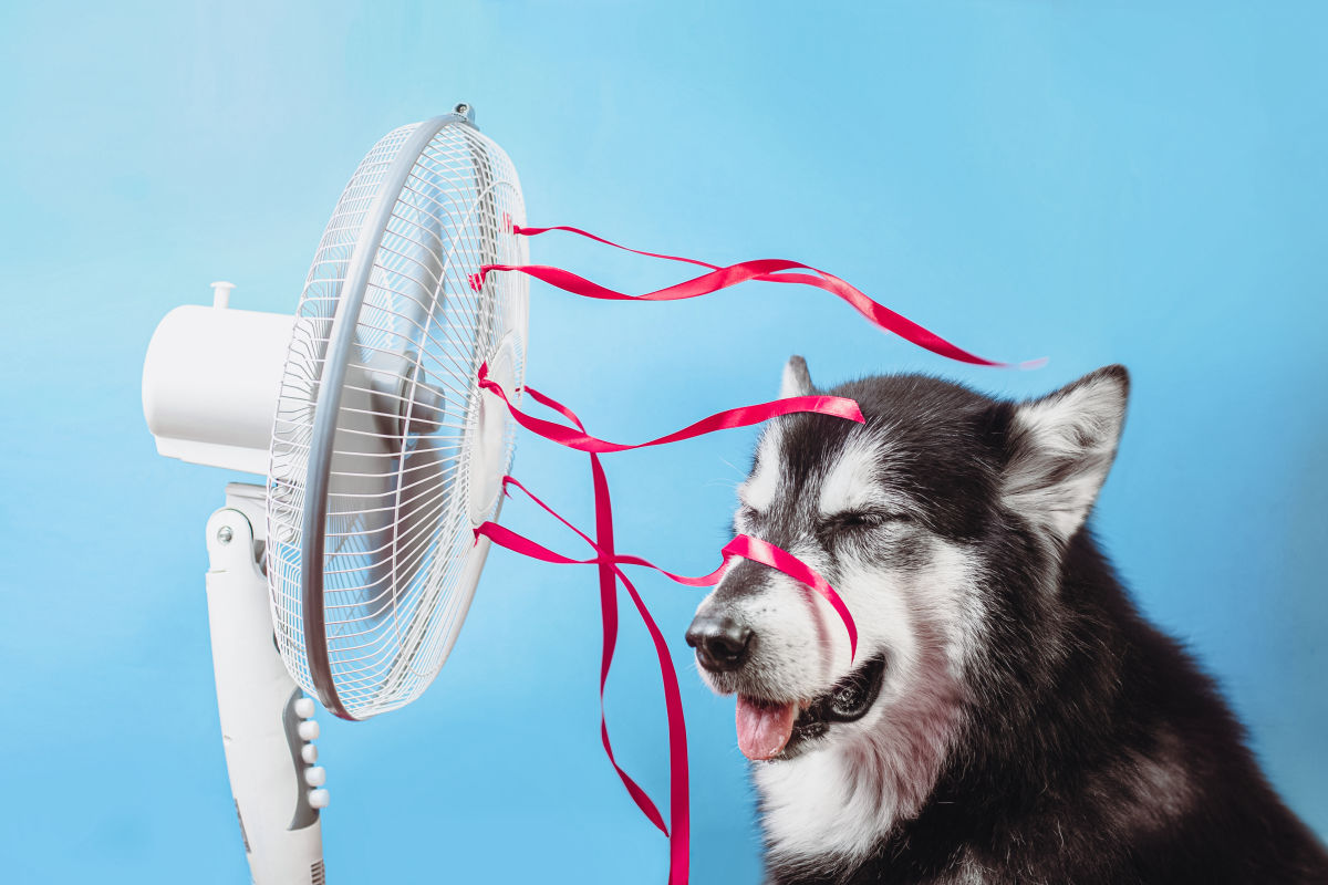 How to Keep Cool During the Seattle Heat Wave of 2022 | Seattle Met