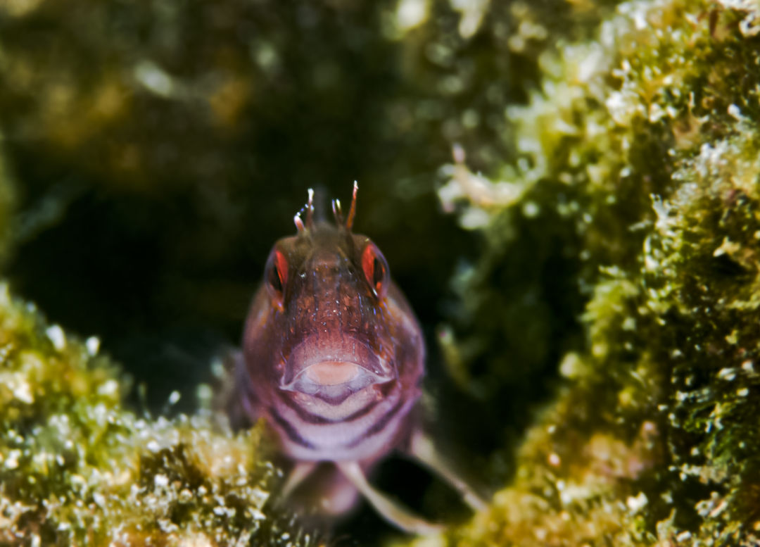 White jimmy blenny image december 1 jkhtoe