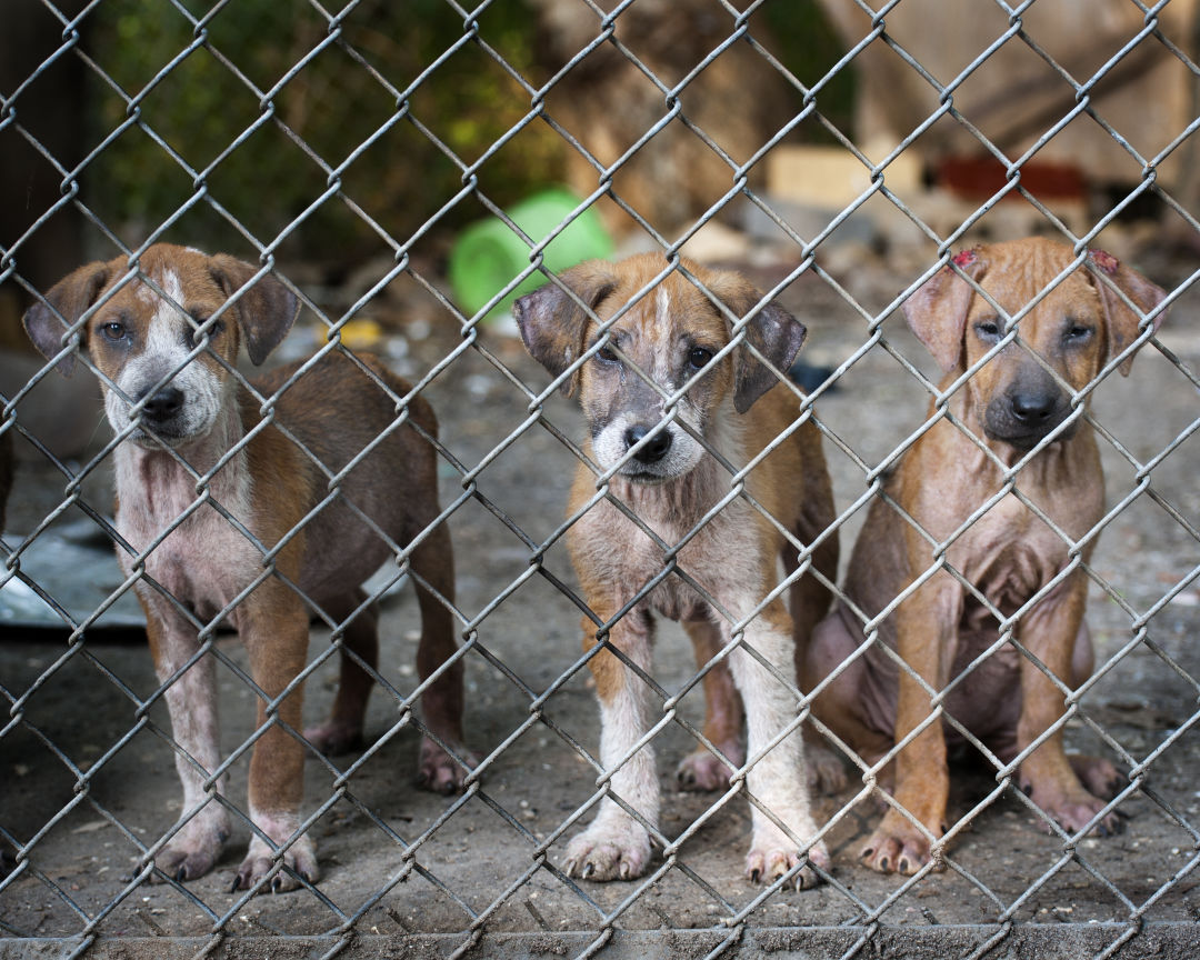 Glens puppies3 fueak7