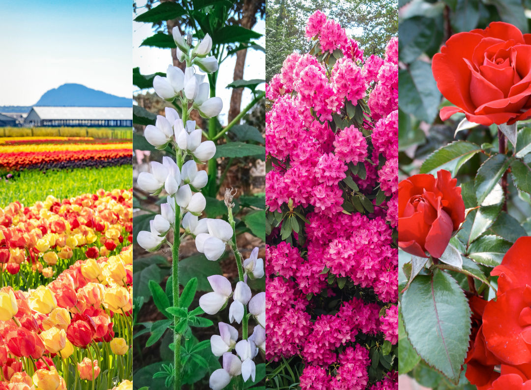 Where to See all the Pretty Flowers in Seattle This Spring