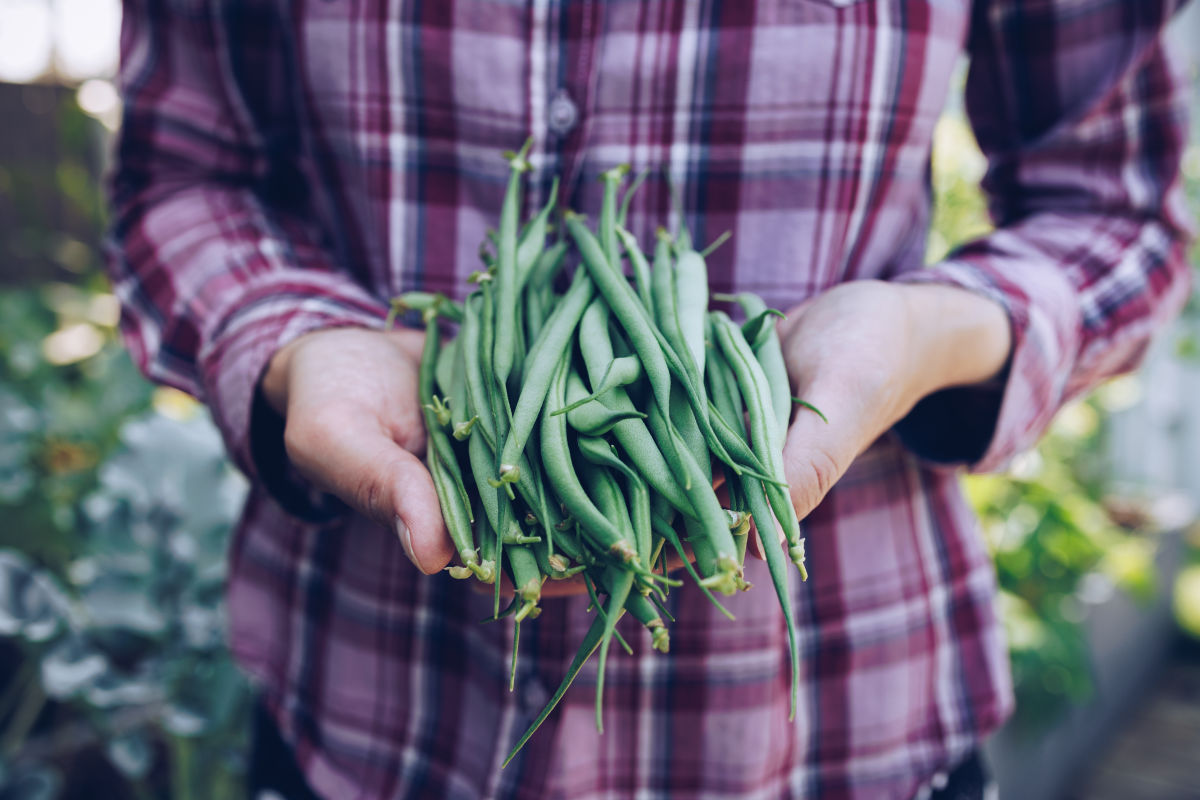 Definitely Do This Weekend: Green Bean Fest - Vimarsana News