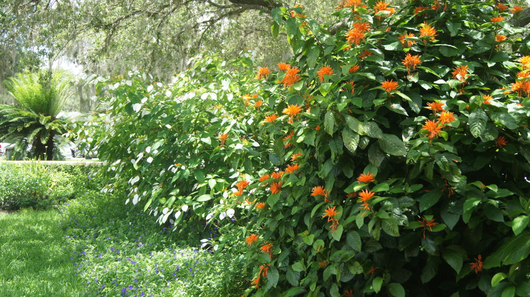 Boktowerflowers eastrs