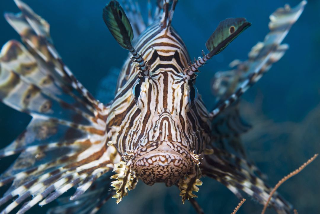 Lionfish rrje3p
