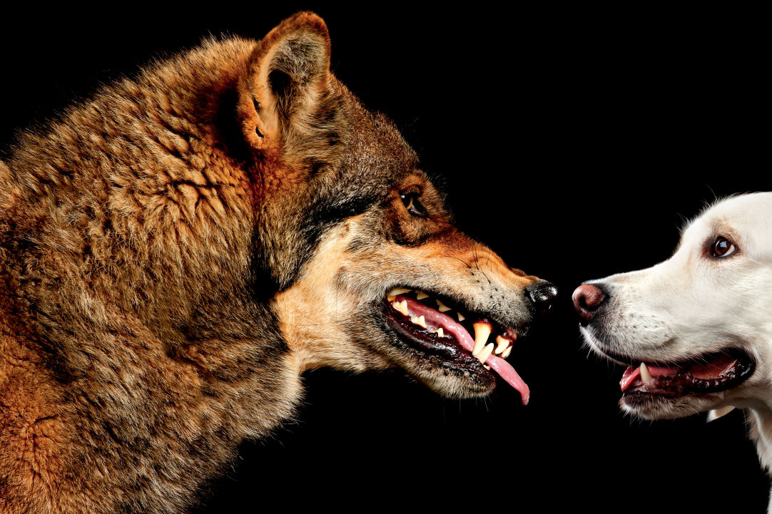 Wolf. Dog. What's the Difference? | Portland Monthly