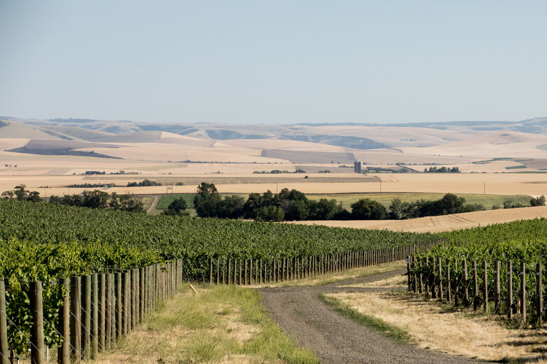 What to Do (And Where to Go Wine Tasting) in Walla Walla, Washington