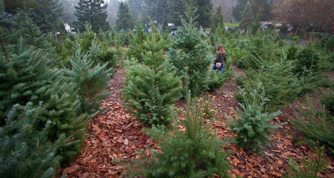 christmas tree you cut