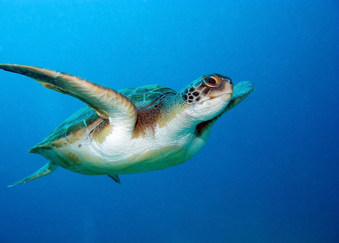 A loggerhead sea turtle