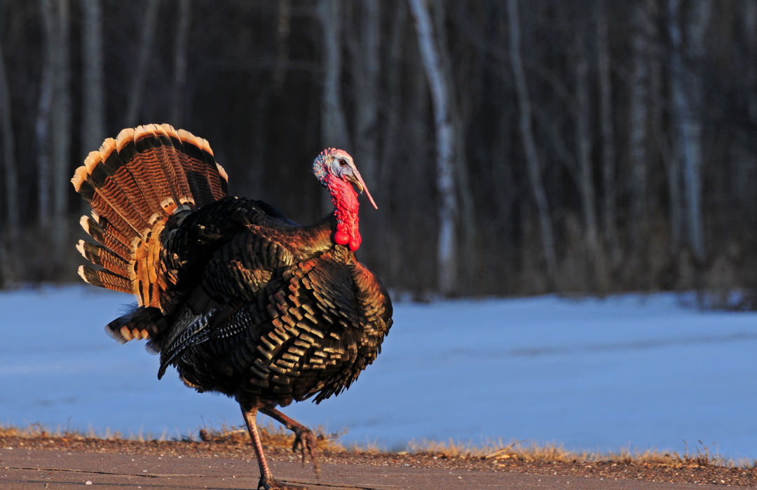 The Valley's Ultimate Guide to Thanksgiving VailBeaver Creek Magazine