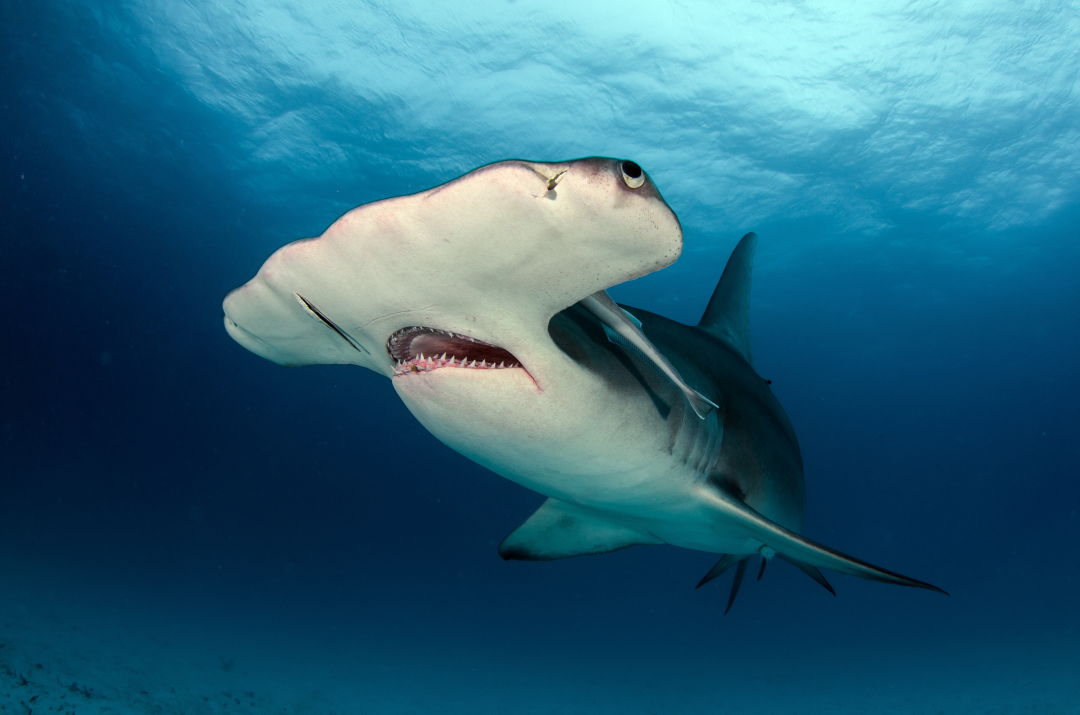 A great hammerhead shark