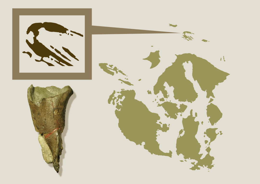 Sucia Island on a map with the Suciasaurus femur fragment.