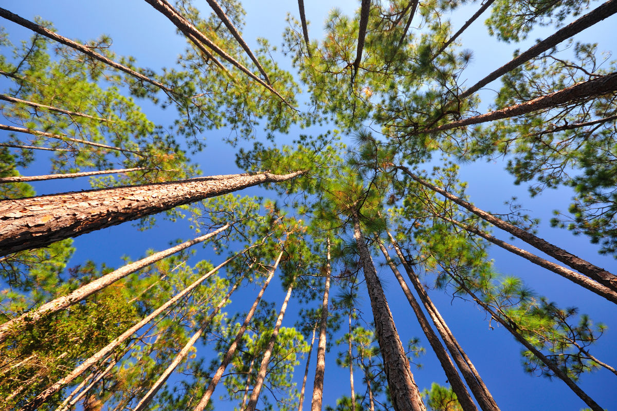 The Florida State Parks Foundation Wants To Plant 100 000 New Pine Trees In One Year Sarasota Magazine The Florida State Parks Foundation Wants To Plant 100 000 New Pine Trees In One Year Sarasota Magazine