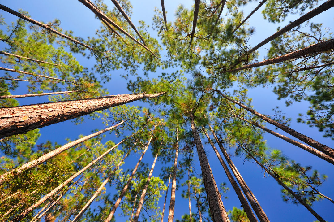 The Florida State Parks Foundation Wants to Plant 100,000 New Pine