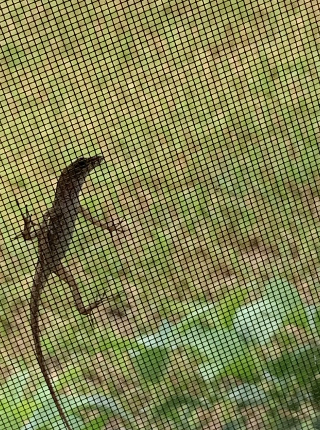 A lizard clings to a screen.