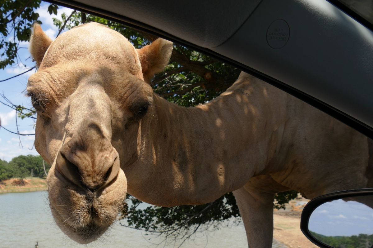 drive thru safari evant tx