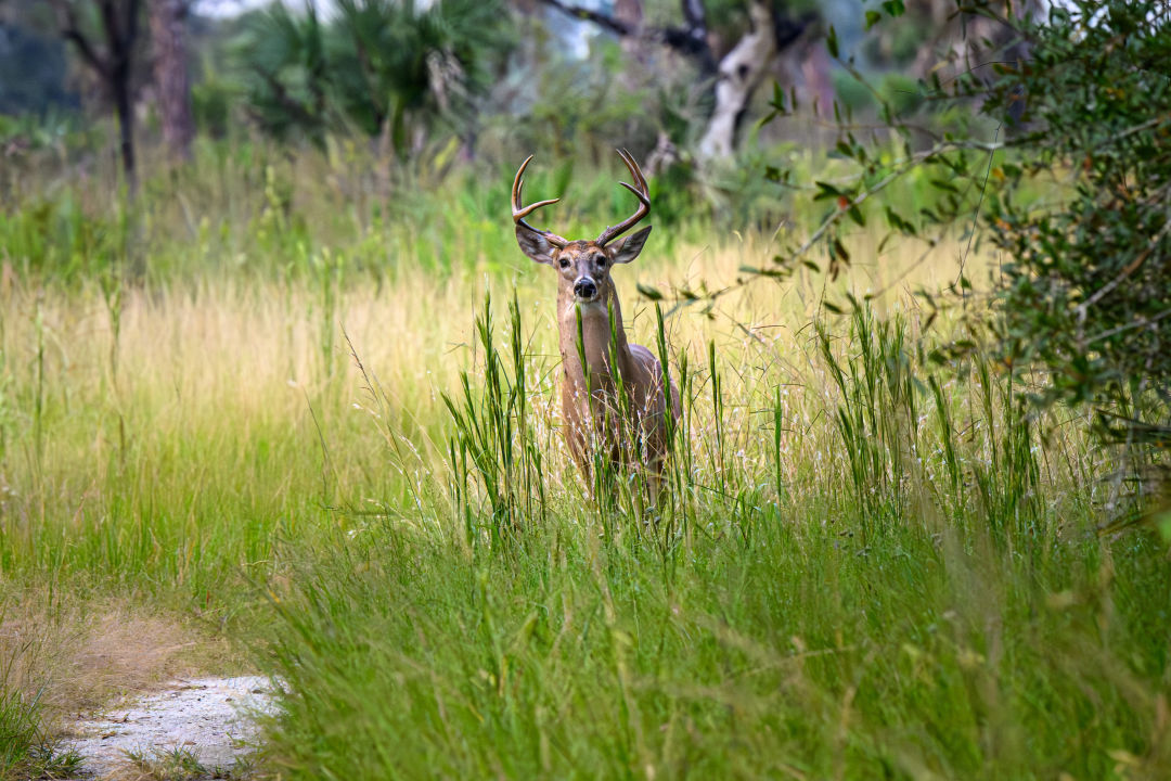 White tailed deer are native to Florida and can be seen in the backcountry of Myakka River State Park.