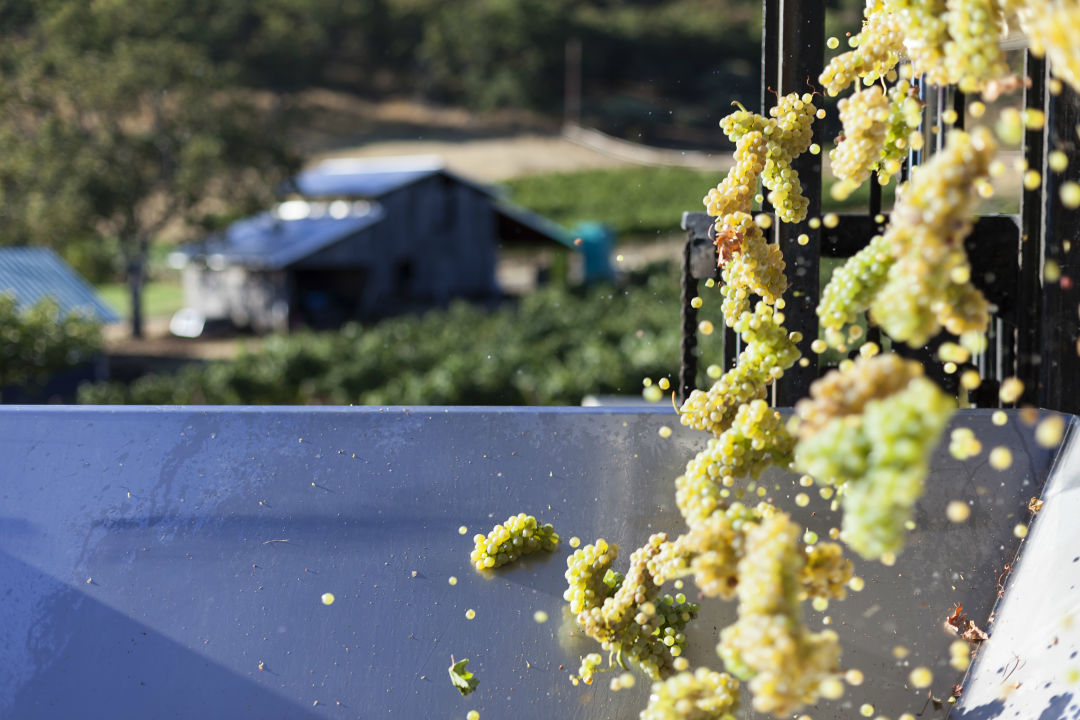 Weisinger family winery 0279 1 scl3lf