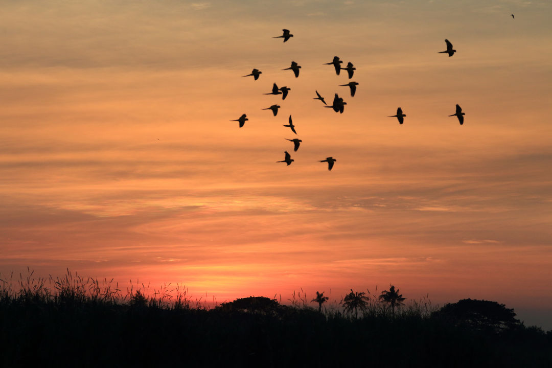 download lights out for migrating birds