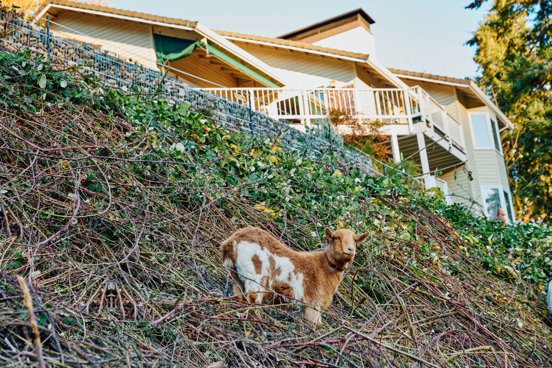 goats-weed-eating-home-maintenance_Michael-raines_gdiqop Goats Are an Eco-Friendly, Adorable Form of Lawn Care