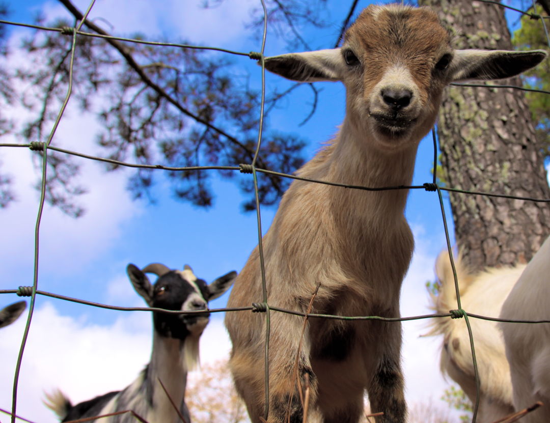 Baby goat trgjxe
