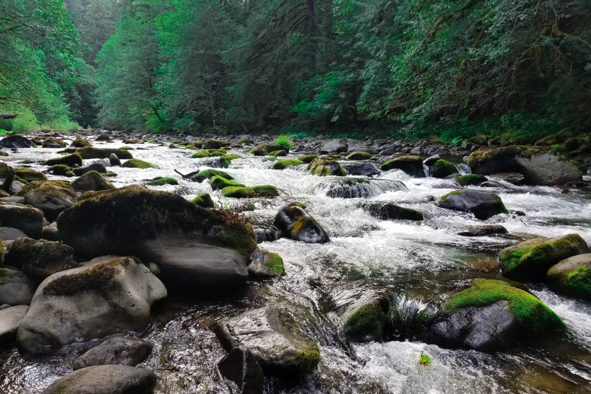 5 Post-Thanksgiving Hikes around Portland - Vimarsana News