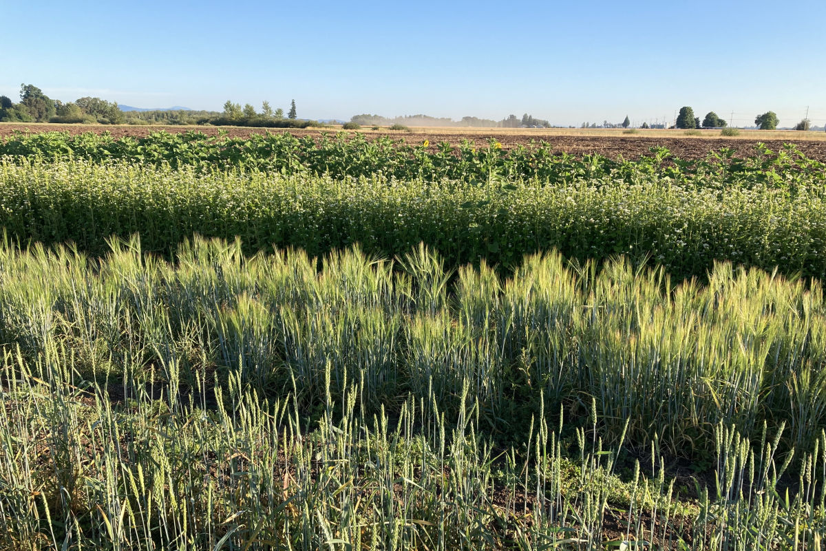 Summer Camp for Bakers at an Oregon Flour Mill Portland Monthly