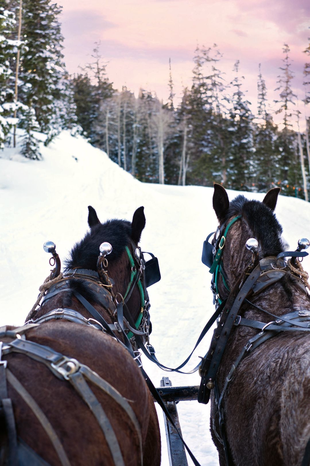 Horses sleigh 2 f4607 cmyk zv170i