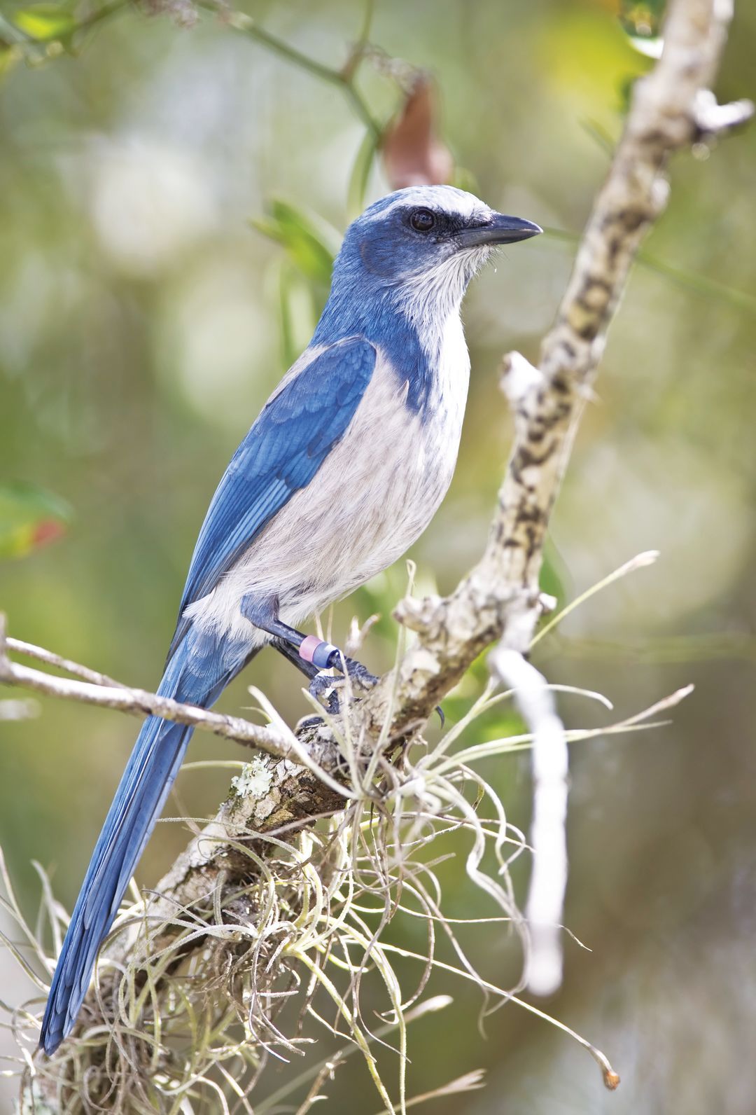 Meet The Threatened Florida Scrub Jay Sarasota Magazine