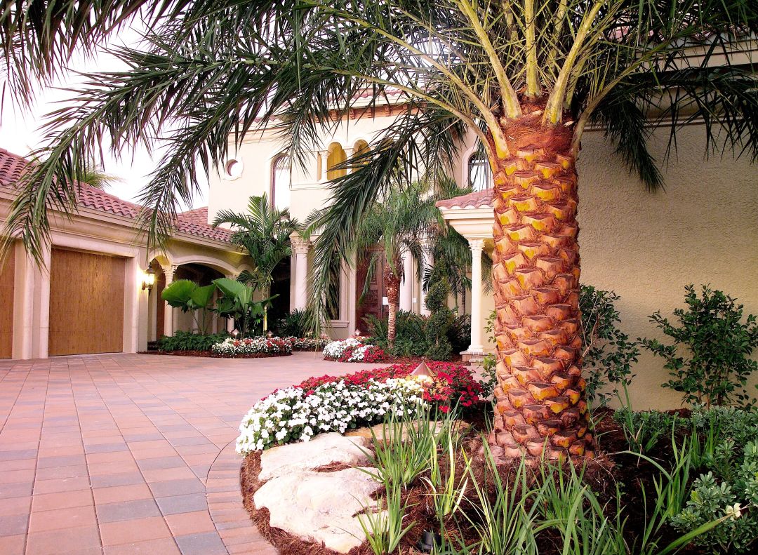 Magazine PALMS