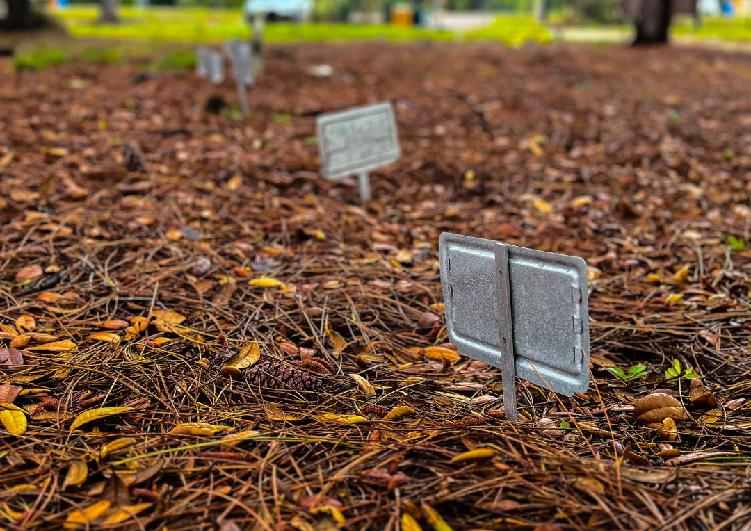 Grave markers are seen at Hopewell Memorial Park, one of the oldest cemeteries in Sarasota and the city’s original paupers field, where indigent bodies were buried before cremation became common practice.