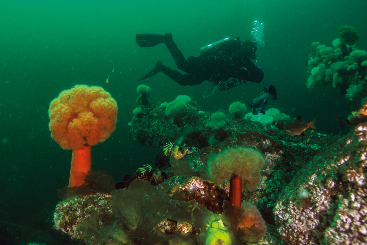 Dive at Saltwater Seattle Met