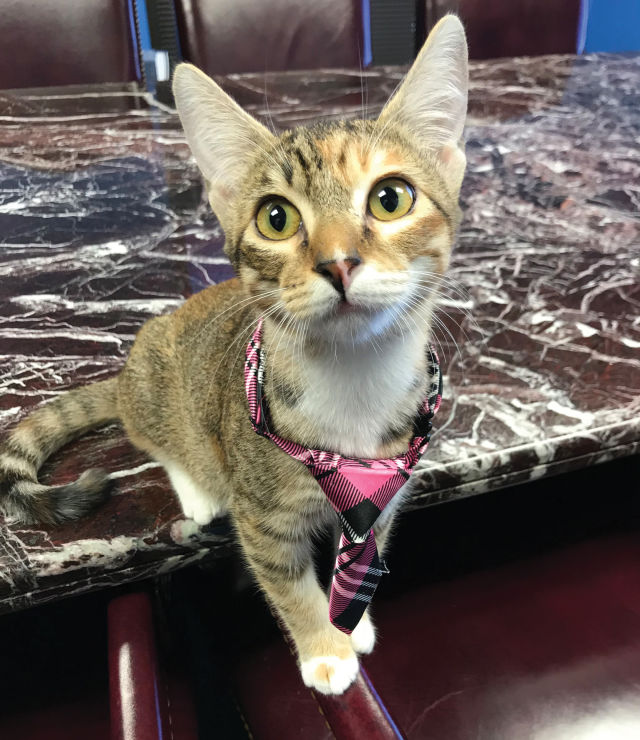 1217 office pets cat h1j3po