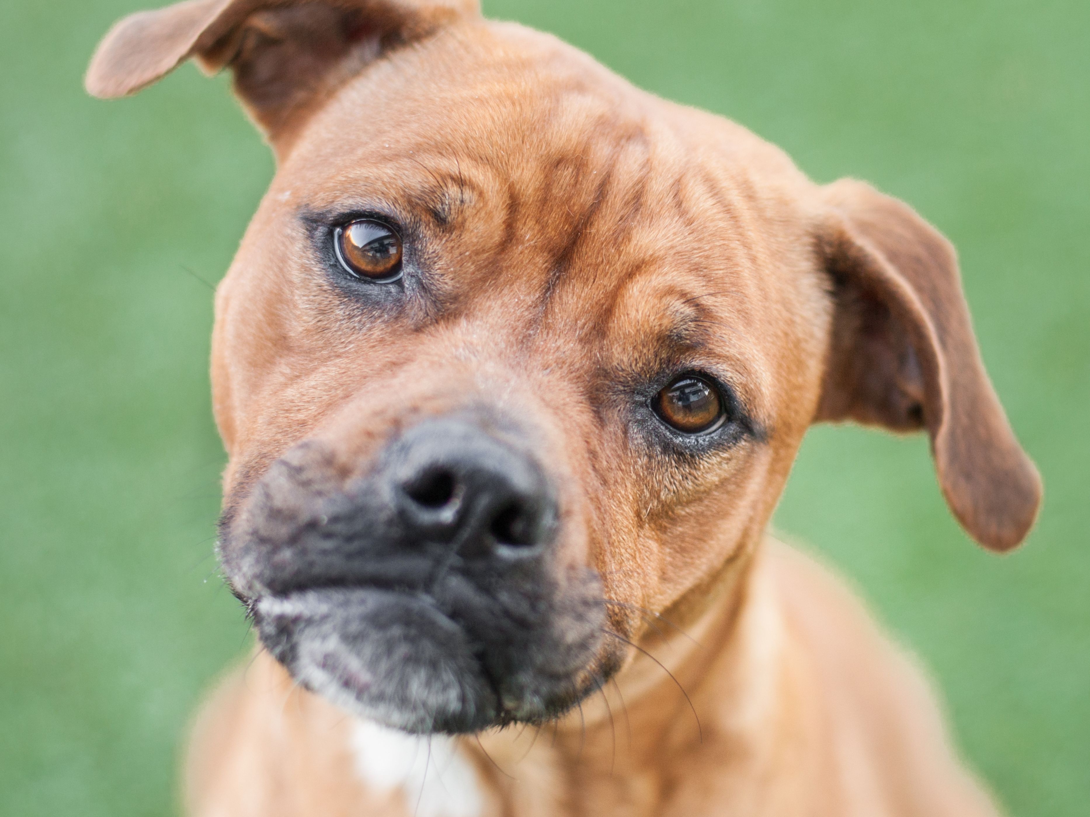 Houston’s 10 Best Nurseries Houstonia