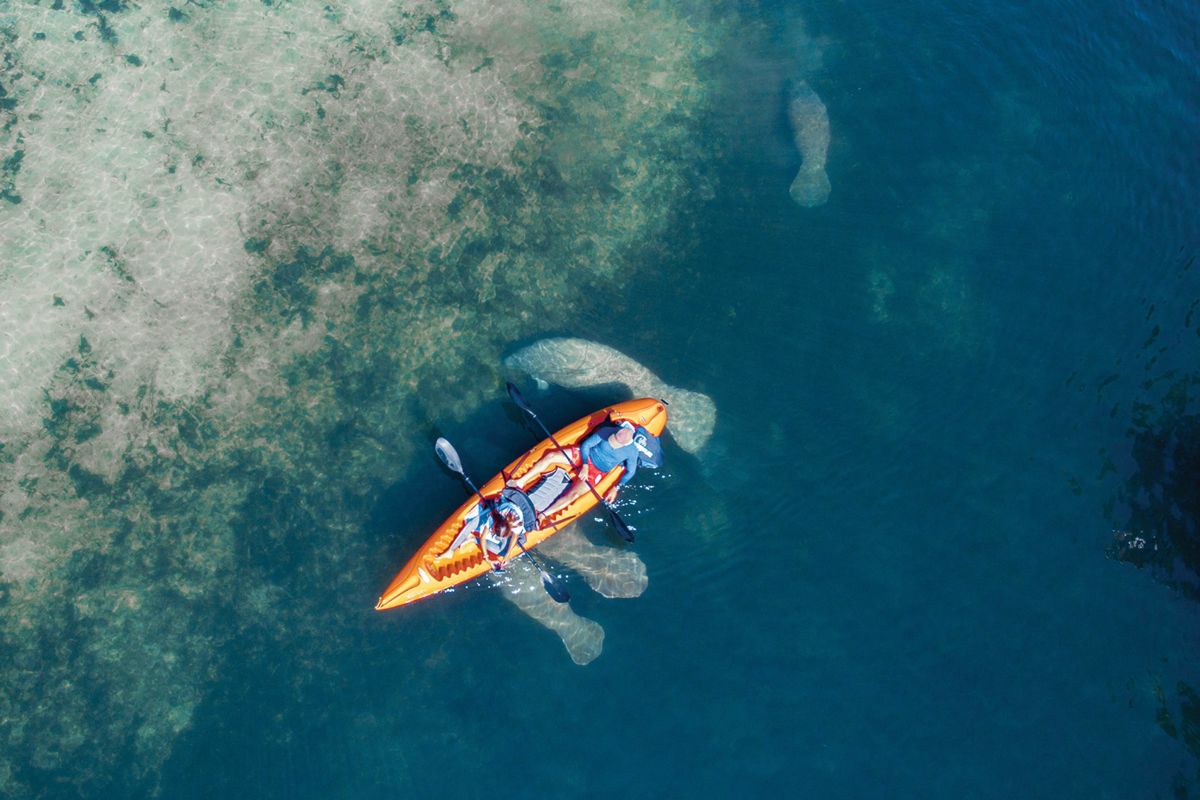The Nature Coast Offers Untouched Florida Splendor - Vimarsana News