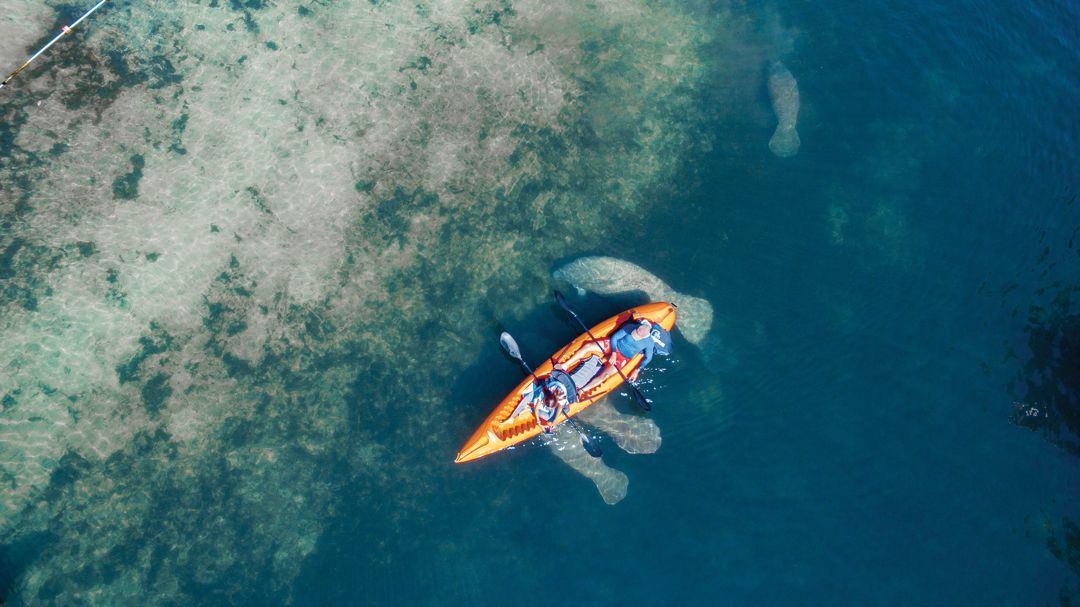 Head over to Hunter Springs Kayaks in Crystal River for an up close and personal encounter with massive manatees.